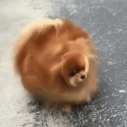 A Pomeranian Dog Is Standing On A Concrete Floor . GIF