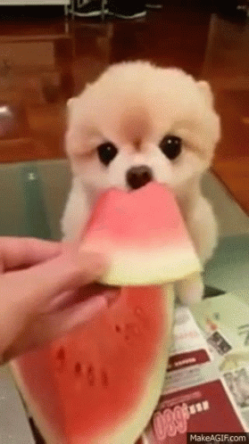 A Pomeranian Puppy Is Eating A Slice Of Watermelon On A Table . GIF