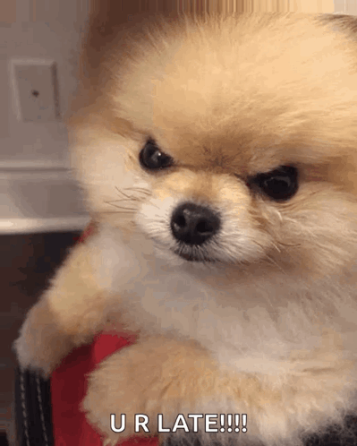 a pomeranian puppy is sitting on a person 's lap and says ur late !!!