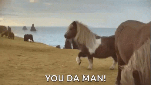 A Pony Is Standing On Its Hind Legs On A Sandy Beach Next To The Ocean . GIF
