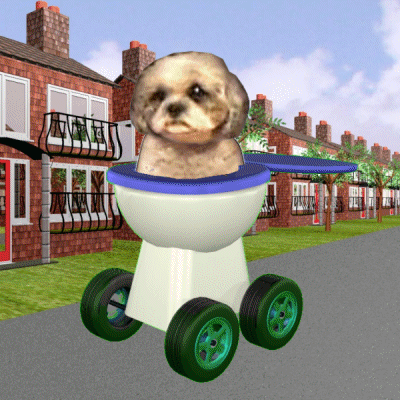 A Poodle Is Sitting In A Toilet With Wheels GIF