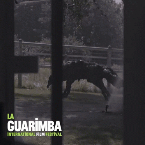 A Poster For La Guarimba International Film Festival Showing A Horse GIF