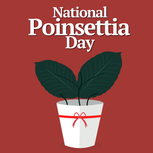 A Poster For National Poinsettia Day With A Potted Poinsettia On A Red Background GIF
