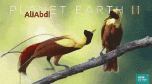 A Poster For Planet Earth Ii Features Two Birds On A Branch GIF