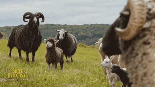 A Poster For The Movie Sheep Detectives Shows A Herd Of Sheep Standing In A Grassy Field GIF