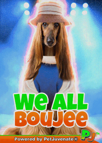 A Poster For We All Boujee Shows A Dog In A Hat GIF