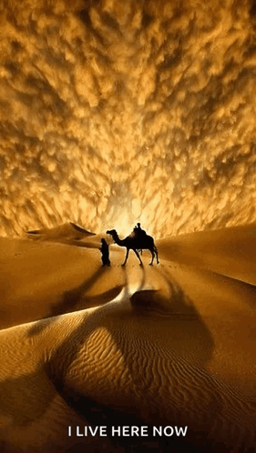 A Poster Of A Man Riding A Camel In The Desert With The Words I Live Here Now Below It GIF