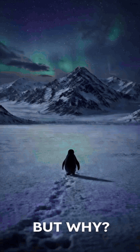 A Poster Of A Penguin Walking In The Snow With The Words But Why Below It GIF