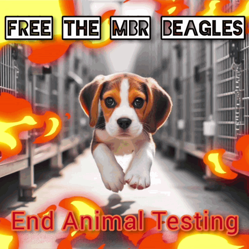 A Poster That Says " Free The Mbr Beagles " And " End Animal Testing " GIF