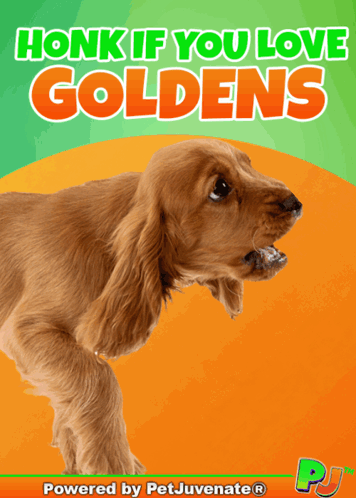A Poster That Says Honk If You Love Goldens With A Cocker Spaniel On It GIF