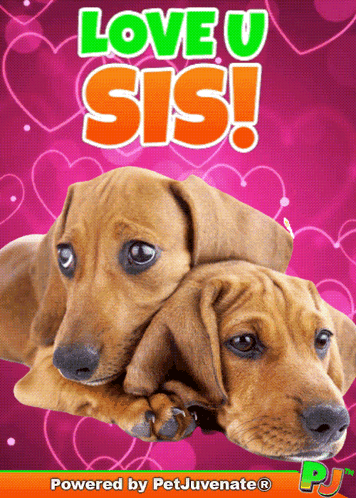 a poster that says love u sis with two dachshunds