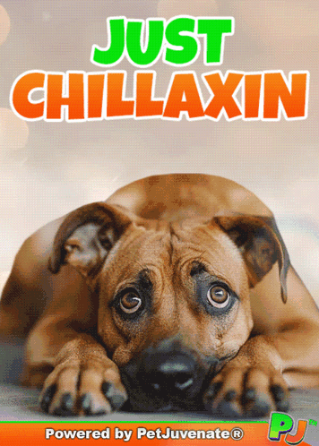 A Poster With A Brown Dog And The Words Just Chillaxin On It GIF