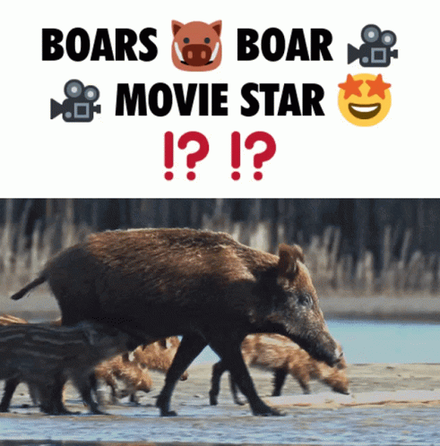 A Poster With Boars And Boar Movie Star Written On It GIF
