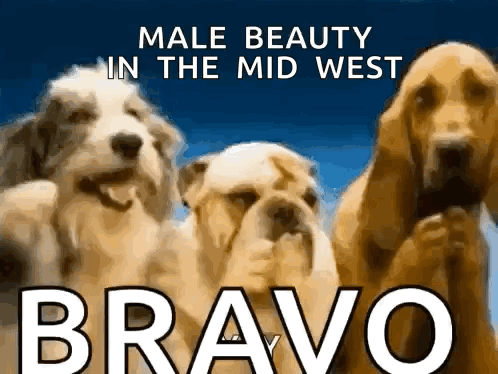 A Poster With Three Dogs And The Words Male Beauty In The Midwest GIF