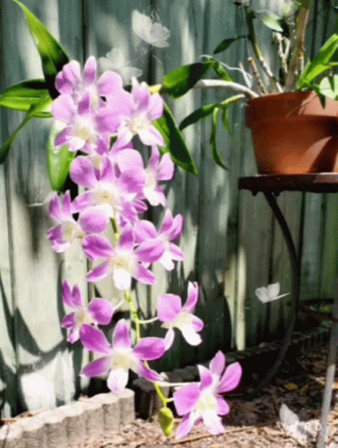 A Potted Plant With Purple And White Flowers Is On A Table GIF