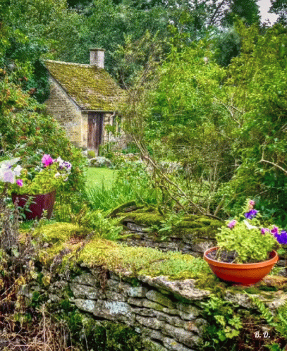 A Potted Plant With Purple And White Flowers Sits On A Moss Covered Stone Wall GIF
