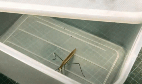 A Praying Mantis In A Clear Plastic Container GIF