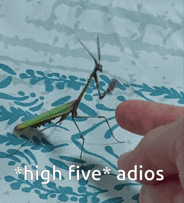 A Praying Mantis Is Being Touched By A Person 'S Finger With The Caption " High Five Adios " GIF
