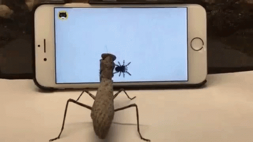 A Praying Mantis Is Standing In Front Of A Cell Phone . GIF