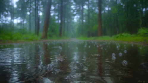 A Puddle Of Water In The Middle Of The Forest GIF
