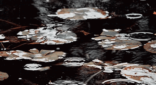 A Puddle Of Water With Leaves On It GIF
