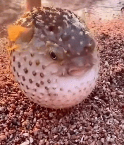 A Puffer Fish Is Sitting On A Pile Of Rocks On The Beach . GIF