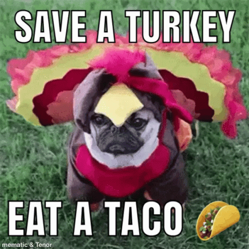 A Pug Dog Dressed As A Turkey With A Piece Of Cheese On Its Head .. GIF