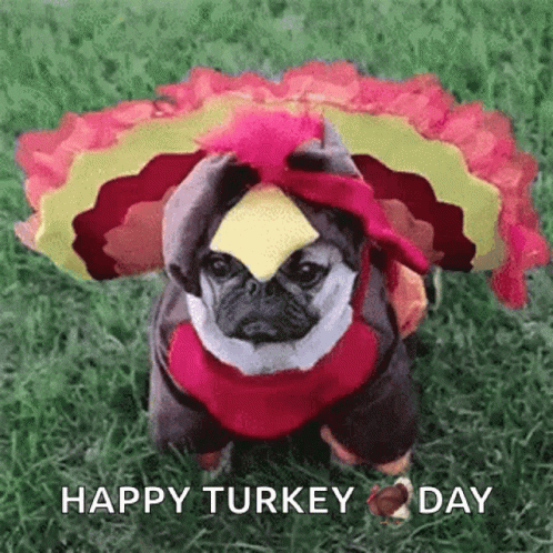 A Pug Dog Dressed In A Turkey Costume Is Sitting On The Grass . GIF