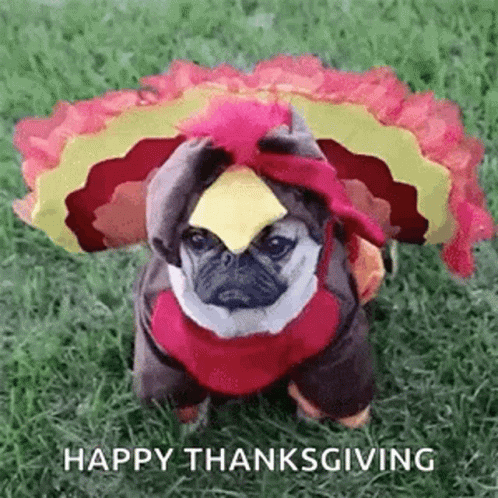 A Pug Dog Dressed In A Turkey Costume Is Sitting On The Grass . GIF