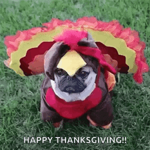 A Pug Dog Dressed In A Turkey Costume Is Sitting On The Grass . GIF