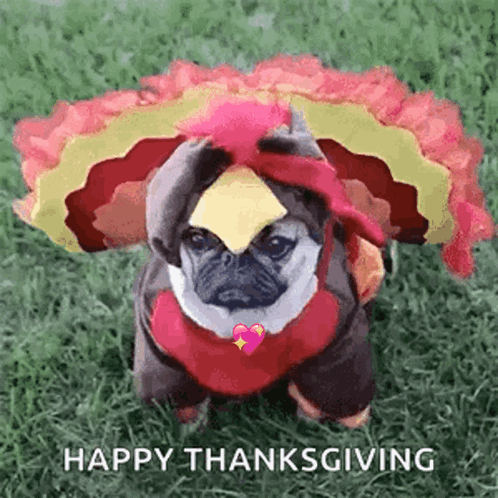 A Pug Dog Dressed In A Turkey Costume Is Sitting On The Grass . GIF