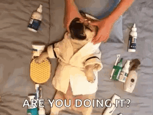 A Pug Dog In A Bathrobe Is Getting A Massage From A Person On A Bed . GIF