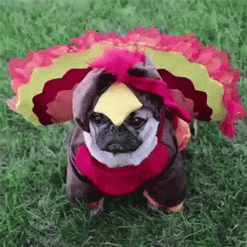 A Pug Dog Is Dressed In A Turkey Costume . GIF