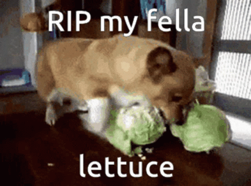 A Pug Dog Is Eating A Piece Of Lettuce GIF