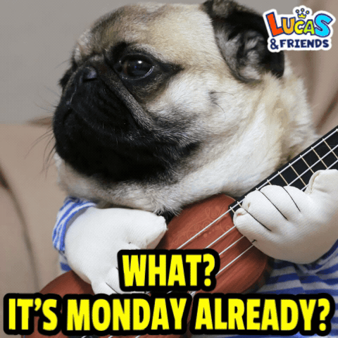 A Pug Dog Is Holding A Guitar With The Words What It 'S Monday Already GIF