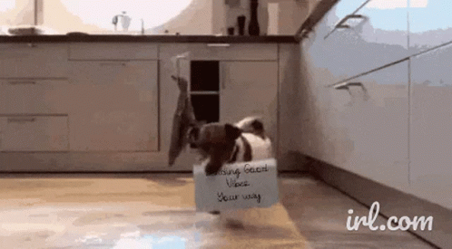 A Pug Dog Is Holding A Sign That Says " Cooking Good Vibes " GIF