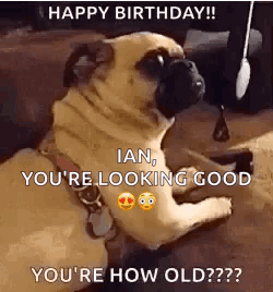 A Pug Dog Is Laying Down And Looking At The Camera With The Words `` Happy Birthday ! '' GIF