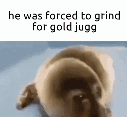 A Pug Dog Is Laying On A Bed With The Words `` He Was Forced To Grind For Gold Jugg '' GIF