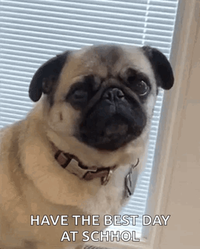 A Pug Dog Is Looking Out A Window And Says Have The Best Day At School GIF
