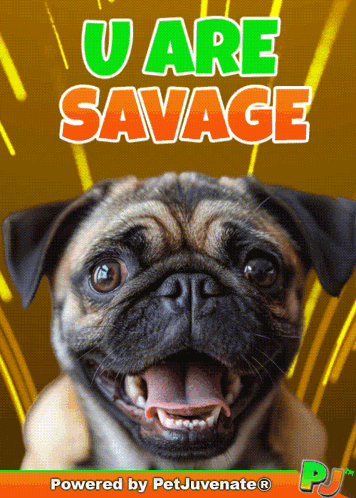 A Pug Dog Is On A Poster That Says U Are Savage Powered By Petjuvenate GIF