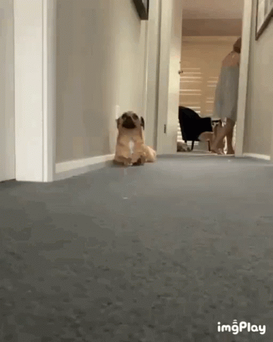 A Pug Dog Is Sitting In A Hallway Next To A Woman . GIF