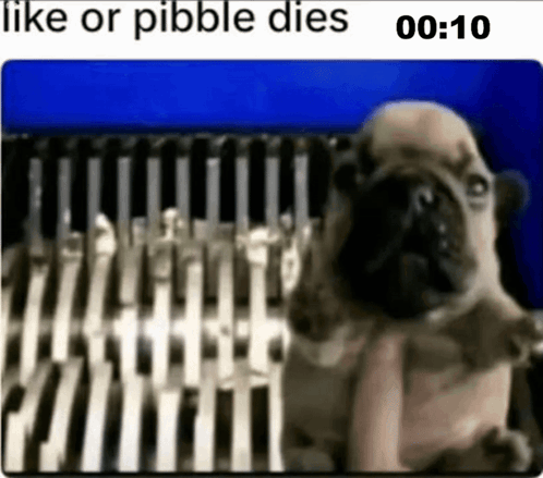 A Pug Dog Is Sitting In Front Of A Bunch Of Knives And Says Like Or Pibble Dies . GIF