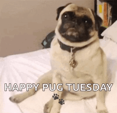 A Pug Dog Is Sitting On A Bed And Says Happy Pug Tuesday . GIF
