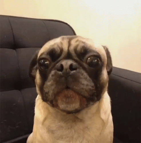 A Pug Dog Is Sitting On A Black Couch And Looking At The Camera . GIF