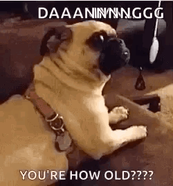 A Pug Dog Is Sitting On A Couch And Looking At The Camera With The Caption `` You 'Re How Old ? '' GIF