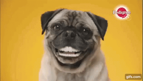 A Pug Dog Is Smiling In Front Of A Yellow Background With Pedigree In The Background GIF