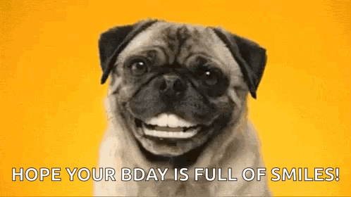 A Pug Dog Is Smiling On A Yellow Background With The Words `` Hope Your Bday Is Full Of Smiles ! '' GIF