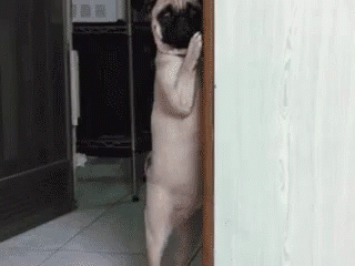 A Pug Dog Is Standing On Its Hind Legs In A Hallway GIF