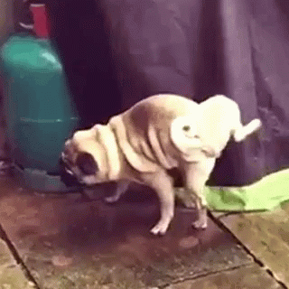 A Pug Dog Is Standing On Its Hind Legs In Front Of A Green Gas Cylinder . GIF