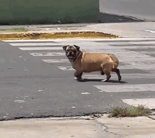 A Pug Dog Is Walking Across A Crosswalk With The Letter G On The Sidewalk GIF